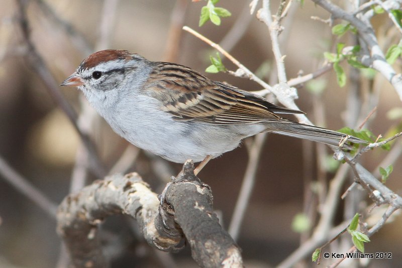 Chipping Sparrow, Davis Mts SP, TX, 4-16-12, Ja_5847.jpg
