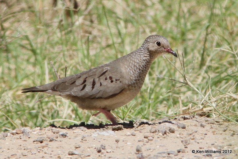 Common Ground Dove, Zapata, TX, 4-22-12, Ja_8724.jpg