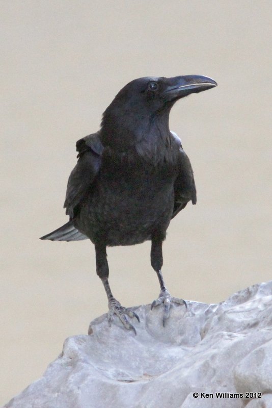 Common Raven, Big Bend NP, TX, 4-17-12, Ja_6391.jpg