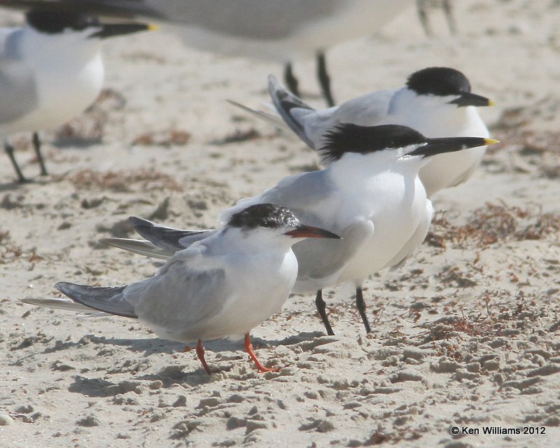 Common Tern nonbreeding & Sandwich Tern, Boco Chica beach, TX, 4-26-12, J_10986.jpg