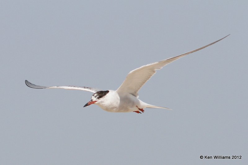 Common Tern nonbreeding, Boco Chica beach, TX, 4-26-12, Ja_11151.jpg