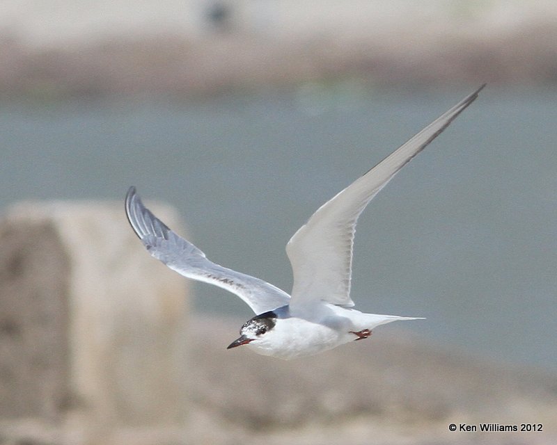 Common Tern nonbreeding, Boco Chica beach, TX, 4-26-12, Ja_11165.jpg