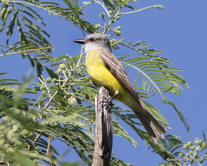 Couch's Kingbird, Sana Ana NWR, TX, 4-25-12, Ja_10473.jpg