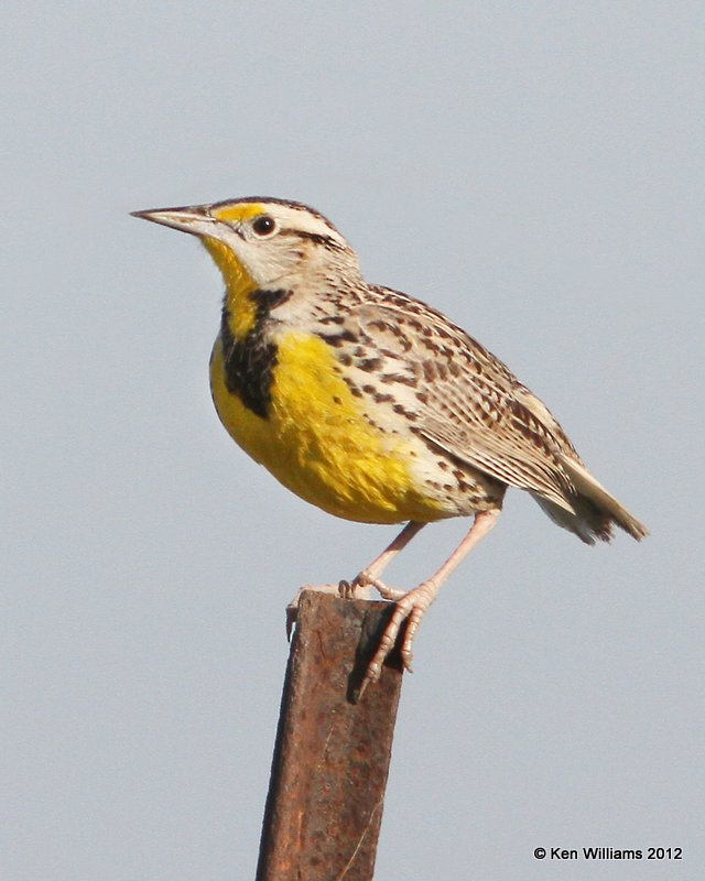 Eastern Meadowlark, Brownsville, TX, 4-26-12, Ja_10757.jpg