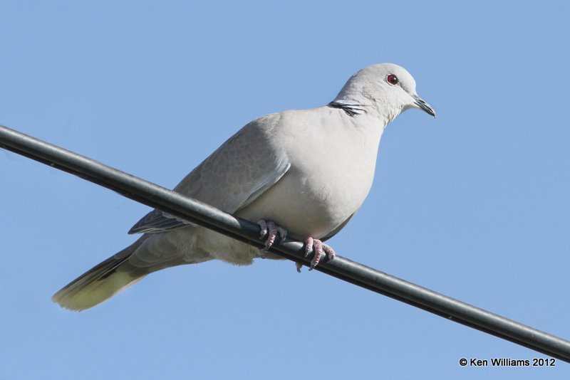 Eurasian Collared Dove, Balmorhea SP, TX, 4-15-12, Ja_4997.jpg