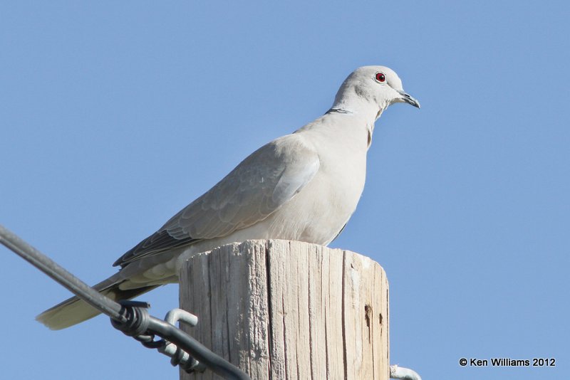Eurasian Collared Dove, Balmorhea SP, TX, 4-15-12, Ja_4999.jpg
