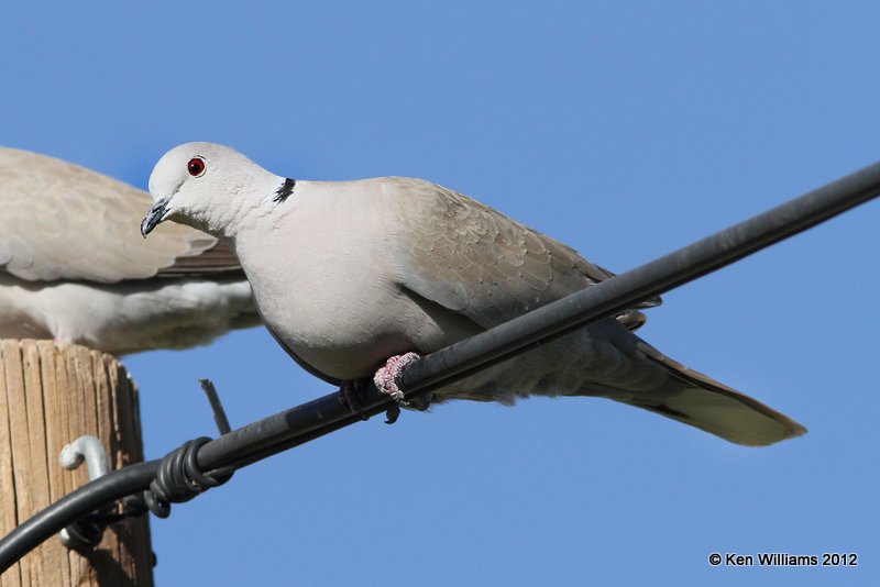 Eurasian Collared Dove, Balmorhea SP, TX, 4-15-12, Ja_5004.jpg