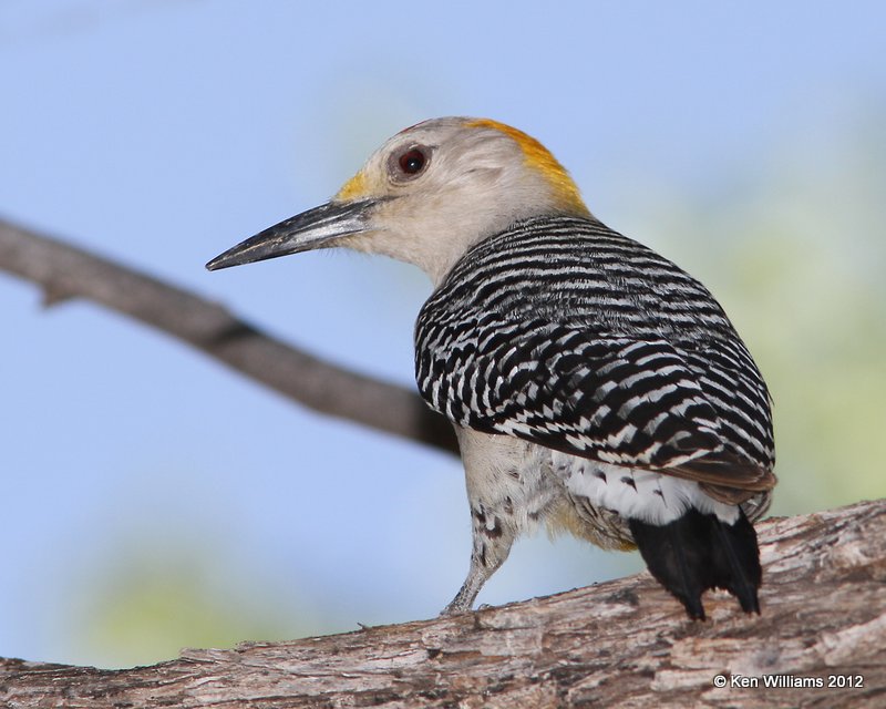 Golden-fronted Woodpecker male, Big Bend NP, TX, 4-17-12, Ja_6158.jpg