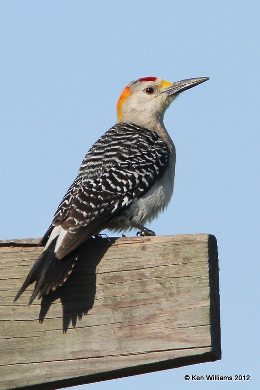 Golden-fronted Woodpecker male, Estero Llano Grande SP, TX, 4-24-12, Ja_167.jpg