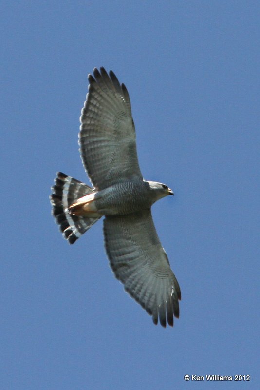 Gray Hawk, Bentsen SP, TX, 4-23-12, Ja_9483.jpg