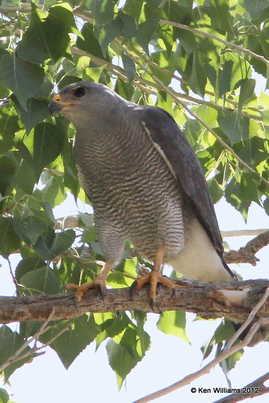 Gray Hawk, Big Bend NP, TX, 4-17-12, Ja_6190.jpg