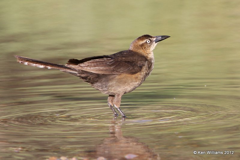 Great-tailed Grackle female, Salineno, TX, 4-22-12, Ja_9307.jpg