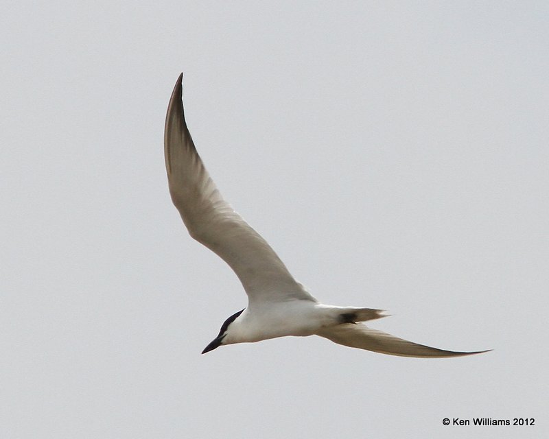 Gull-billed Tern, Galveston SP, TX, 4-27-12, Ja_11607.jpg