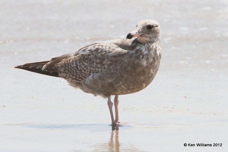 Herring Gull - 2nd cycle, Boco Chica beach, TX, 4-26-12, Ja_11226.jpg