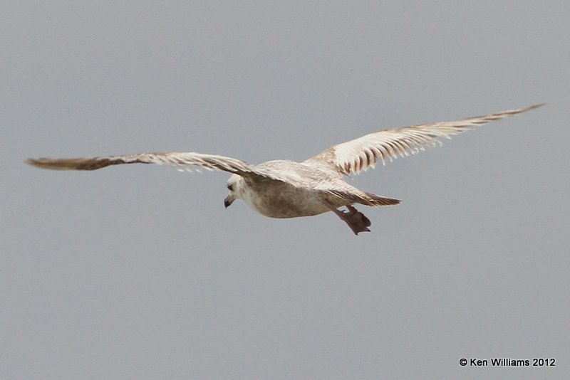 Herring Gull - 2nd cycle, Boliver Flats, TX, 4-28-12, Ja_11673.jpg