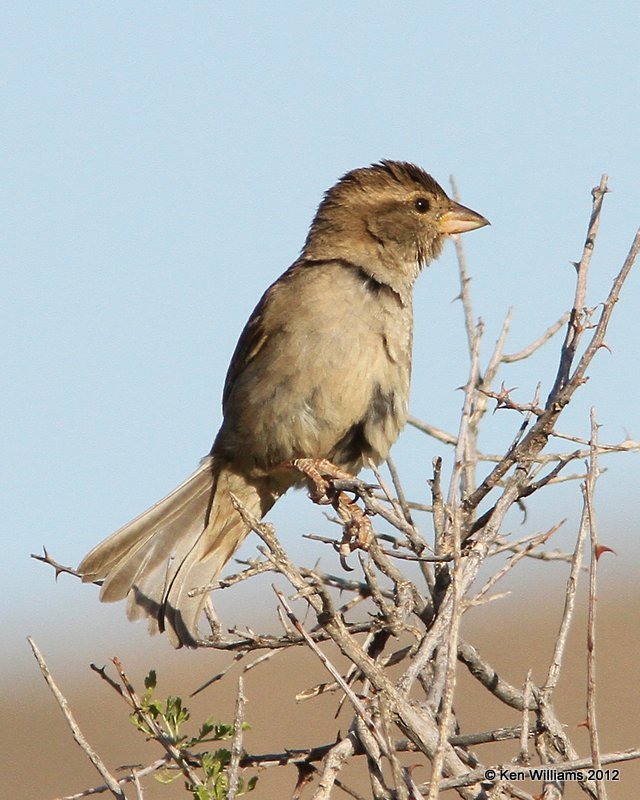 House Sparrow - female, Balmorhea SP, TX, 4-15-12, Ja_5232.jpg