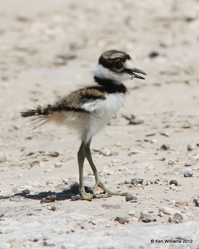 Killdeer fledgling, Anzalduas County Park, TX, 4-25-12, Ja_10683.jpg