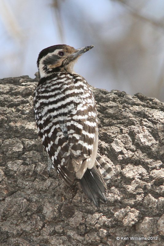 Ladder-backed Woodpecker female, Davis Mts SP, TX, 4-16-12, Ja_5680.jpg