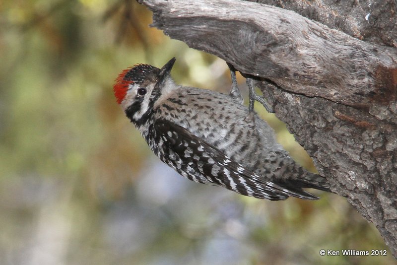 Ladder-backed Woodpecker male, Davis Mts SP, TX, 4-16-12, Ja_5549.jpg