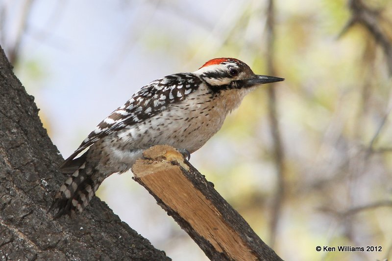 Ladder-backed Woodpecker male, Davis Mts SP, TX, 4-16-12, Ja_5883.jpg