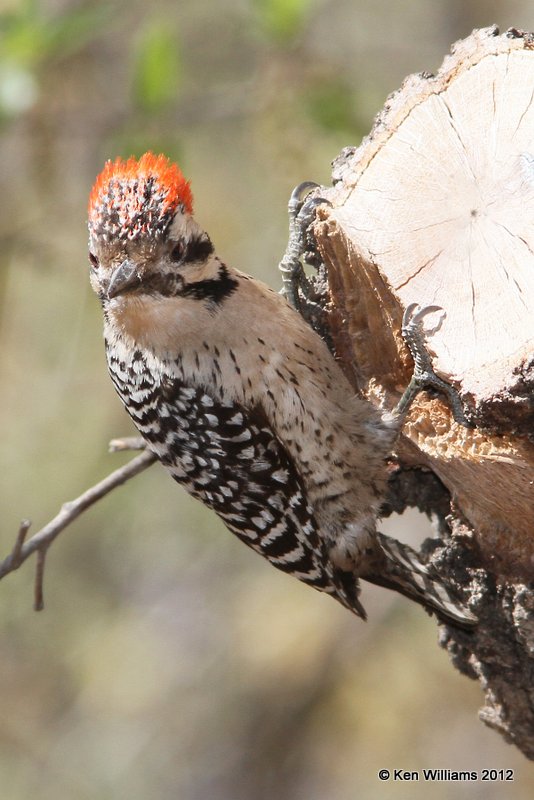 Ladder-backed Woodpecker male, Davis Mts SP, TX, 4-16-12, Ja_5892.jpg