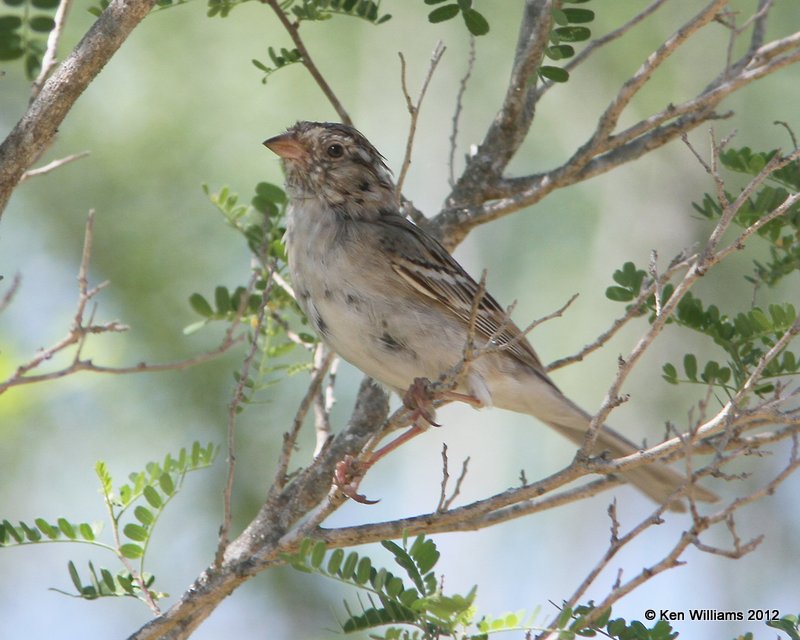 Lark Sparrow juvenile, Falcon County Park, TX, 4-22-12, Ja_8942.jpg
