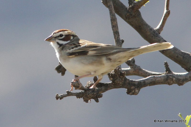 Lark Sparrow, Big Bend NP, TX, 4-20-12, Ja_7073.jpg