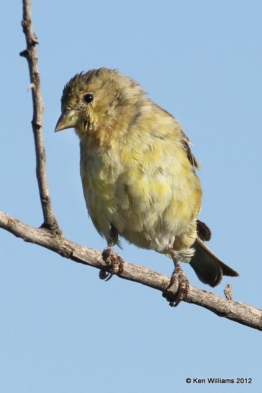 Lesser Goldfinch - Texas form female, Balmorhea SP, TX, 4-15-12, Ja_5096.jpg