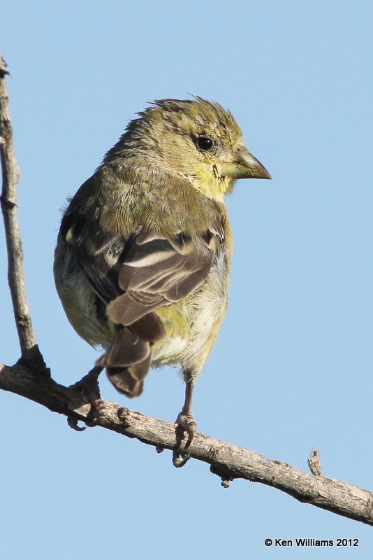 Lesser Goldfinch - Texas form female, Balmorhea SP, TX, 4-15-12, Ja_5099.jpg