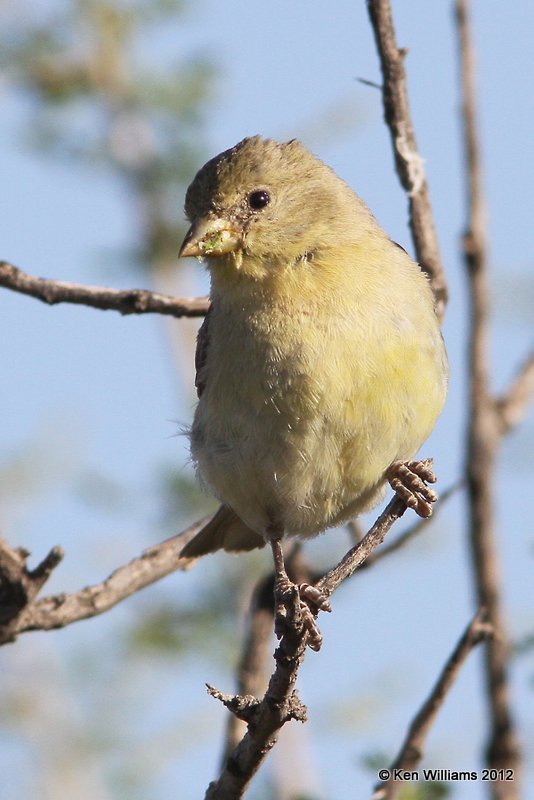 Lesser Goldfinch - Texas form female, Balmorhea SP, TX, 4-15-12, Ja_5112.jpg