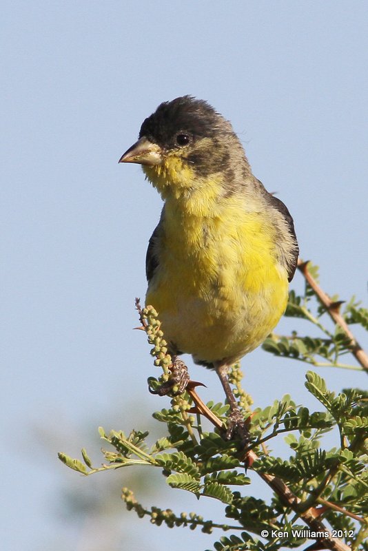 Lesser Goldfinch - Texas form male, Balmorhea SP, TX, 4-15-12, Ja_5119.jpg