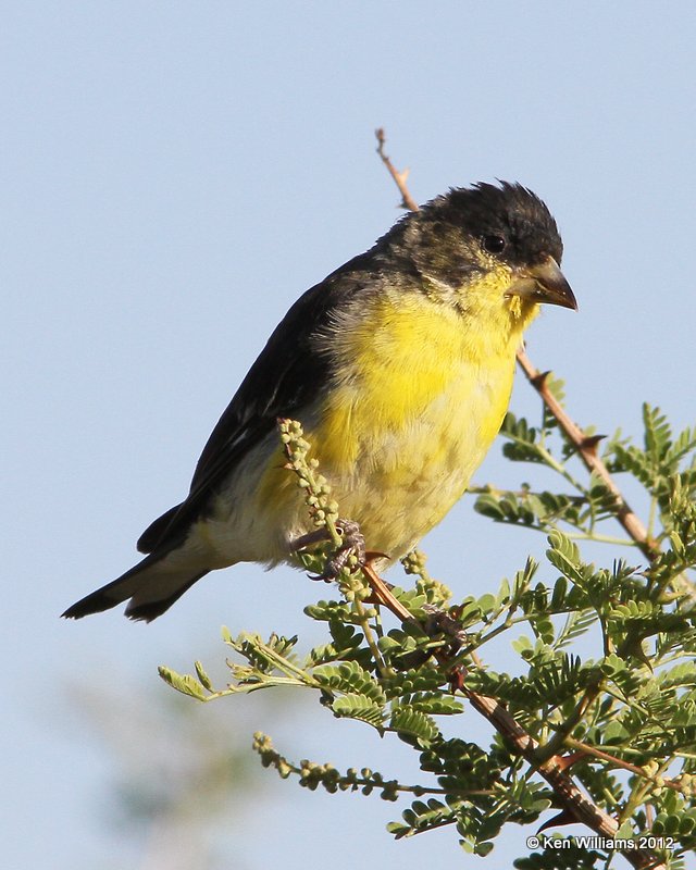Lesser Goldfinch - Texas form male, Balmorhea SP, TX, 4-15-12, Ja_5123.jpg