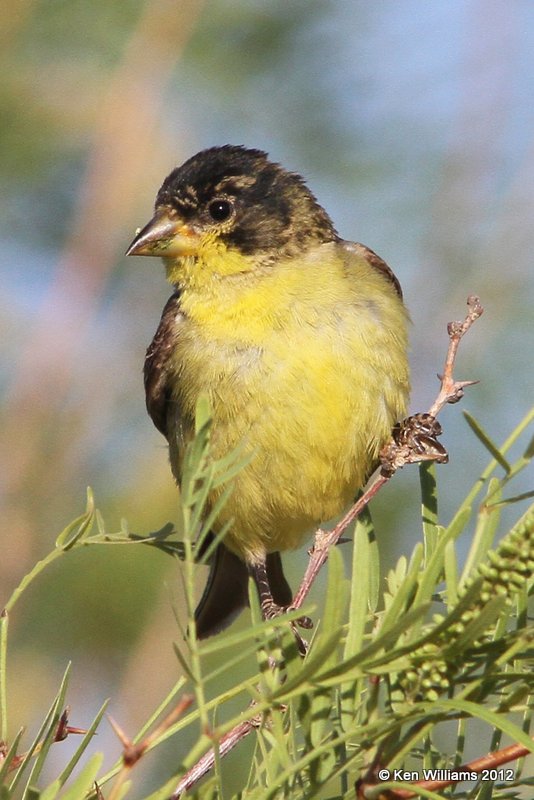Lesser Goldfinch - Texas form male, Balmorhea SP, TX, 4-15-12, Ja_5181.jpg