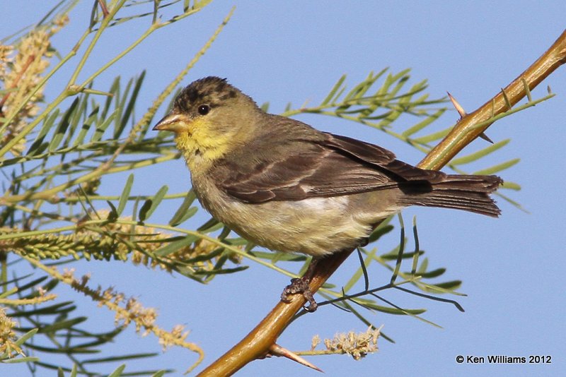 Lesser Goldfinch - Texas form male, Balmorhea SP, TX, 4-15-12, Ja_5172.jpg