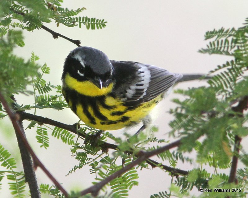 Magnolia Warbler, S. Padre Island, TX, 4-26-12, Ja_11401.jpg