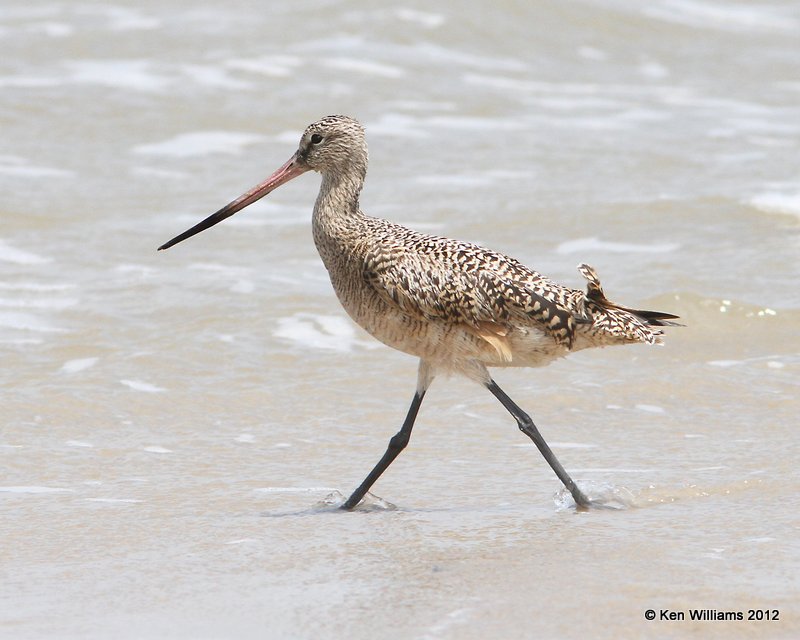 Marbled Godwit molting into breeding plumage, Boliver Flats, TX, 4-28-12, Ja_11829.jpg