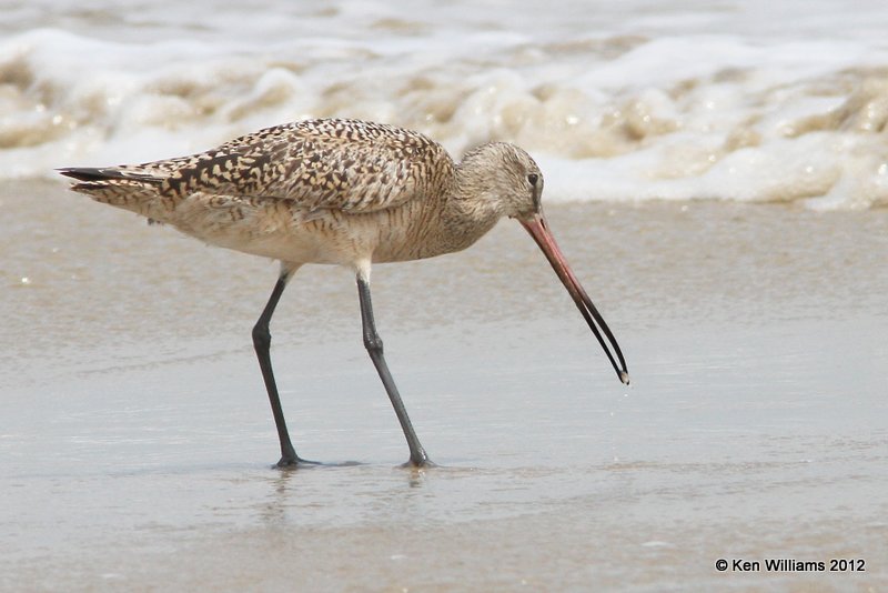 Marbled Godwit molting into breeding plumage, Boliver Flats, TX, 4-28-12, Ja_11834.jpg