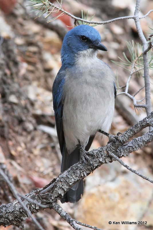 Mexican Jay - Texas subspecies, Big Bend NP, TX, 4-19-12, Ja_6789.jpg