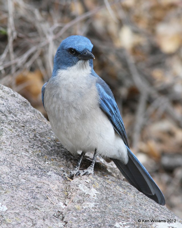 Mexican Jay - Texas subspecies, Big Bend NP, TX, 4-19-12, Ja_6834.jpg