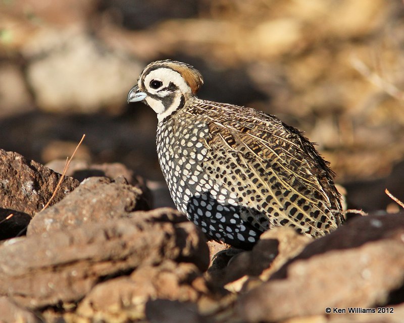 Montezuma Quail male, Davis Mts SP, TX, 4-16-12, Ja2_6019.jpg