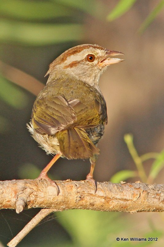 Olive Sparrow, Sana Ana NWR, TX, 4-25-12, Ja2_10036.jpg