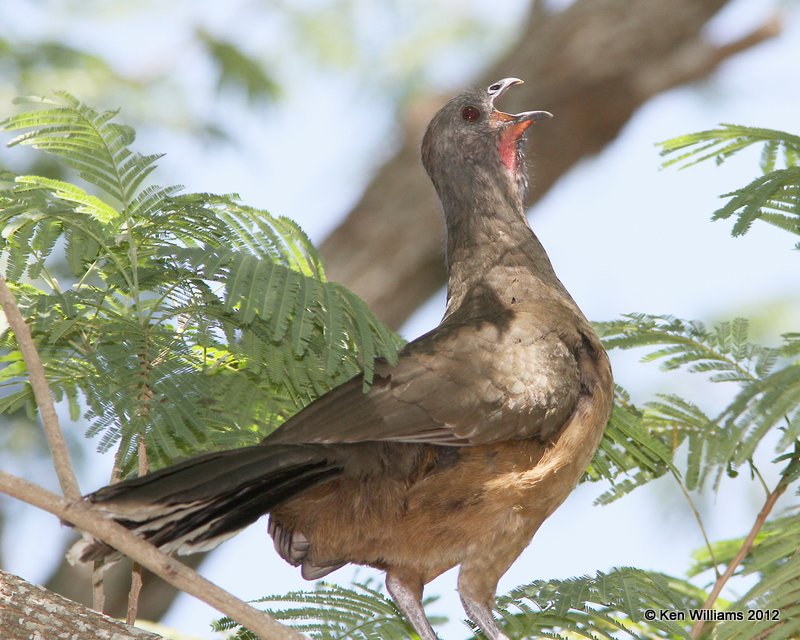 Plain Chachalaca, Frontera Nature Center, Weslaco TX, 4-24-12, Ja_527.jpg