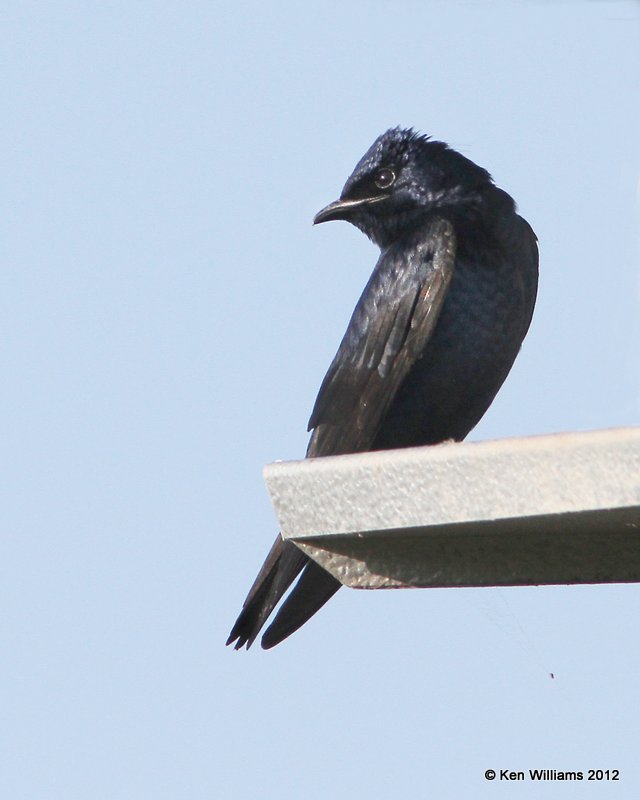 Purple Martin, Estero Llano Grande SP, TX, 4-24-12, Ja_62.jpg