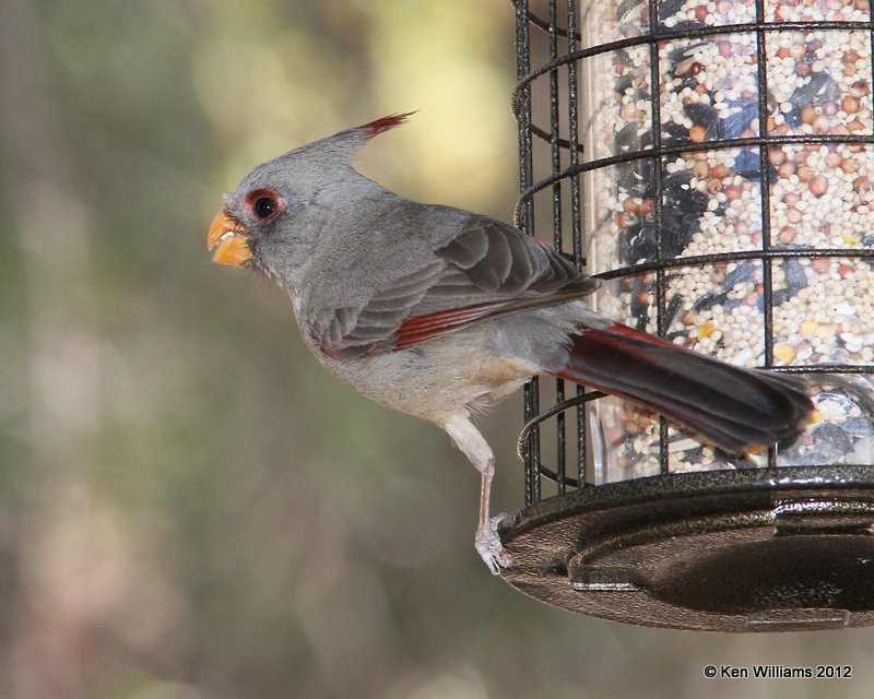 Pyrrhuloxia female, Davis Mts SP, TX, 4-16-12, Ja_5555.jpg