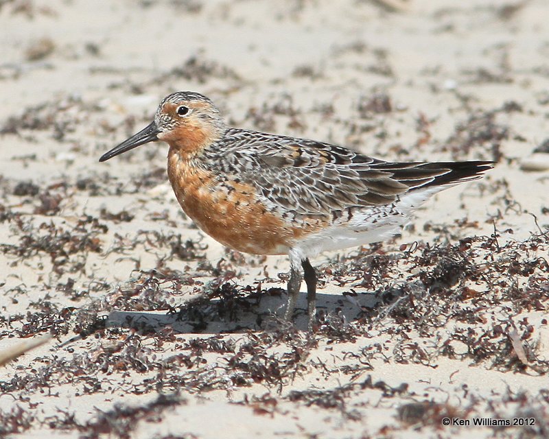 Red Knot breeding plumage, Boco Chica beach, TX, 4-26-12, Ja2_10907.jpg