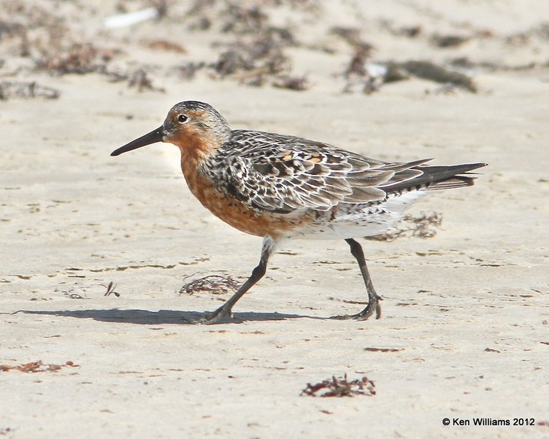 Red Knot breeding plumage, Boco Chica beach, TX, 4-26-12, Ja_10867.jpg