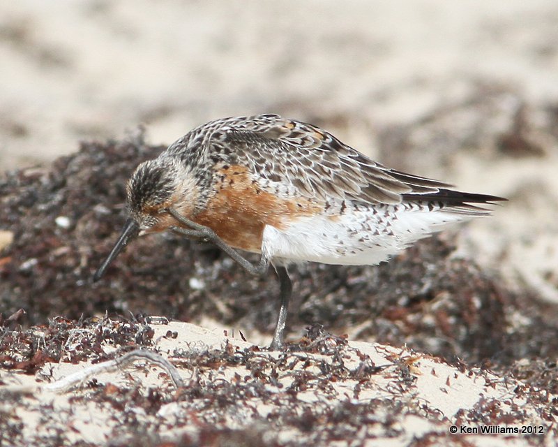 Red Knot breeding plumage, Boco Chica beach, TX, 4-26-12, Ja_10898.jpg