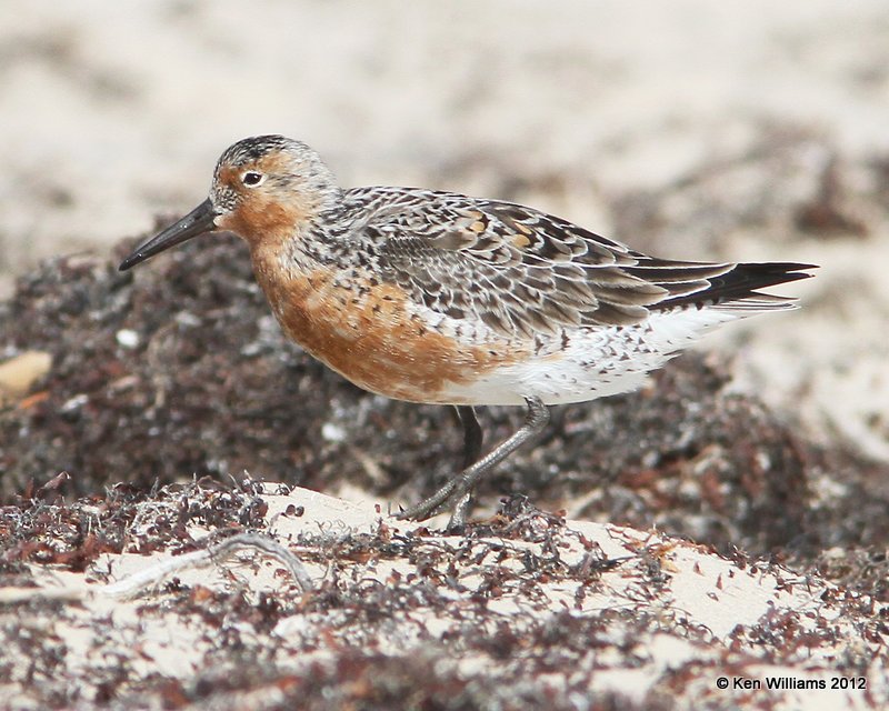 Red Knot breeding plumage, Boco Chica beach, TX, 4-26-12, Ja_10899.jpg