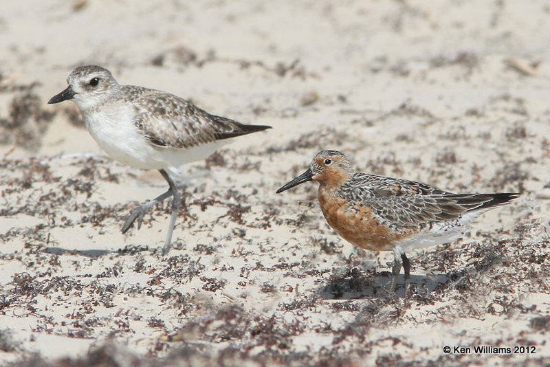 Red Knot & Black-bellied Plover, Boco Chica beach, TX, 4-26-12, Ja_10907.jpg