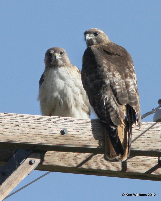 Red-tailed Hawk - Fuertes's, S. Alpine, TX, 4-21-12, Ja_7605.jpg